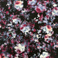 Dark Rose Viscose Challis